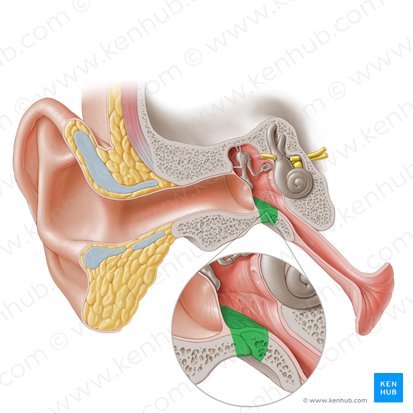 Jugular wall of tympanic cavity (Paries jugularis cavitatis tympani); Image: Paul Kim