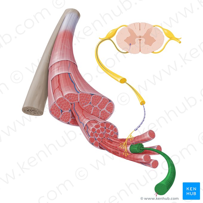 Myofibril (Myofibrilla); Image: Paul Kim