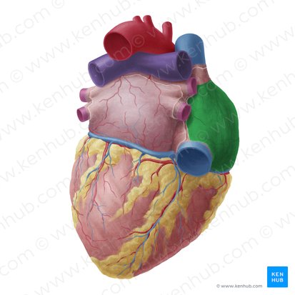 Átrio direito (Atrium dextrum cordis); Imagem: Yousun Koh