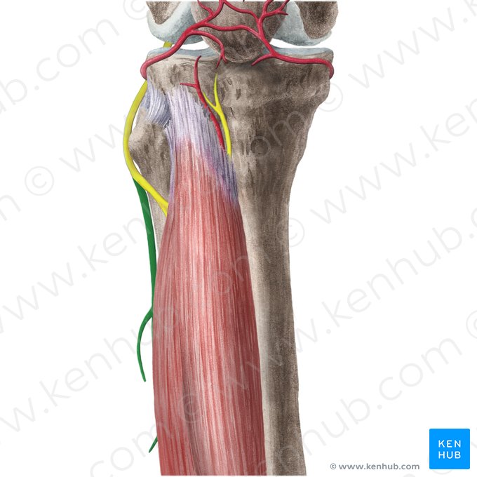 Nervo fibular superficial (Nervus fibularis superficialis); Imagem: Liene Znotina