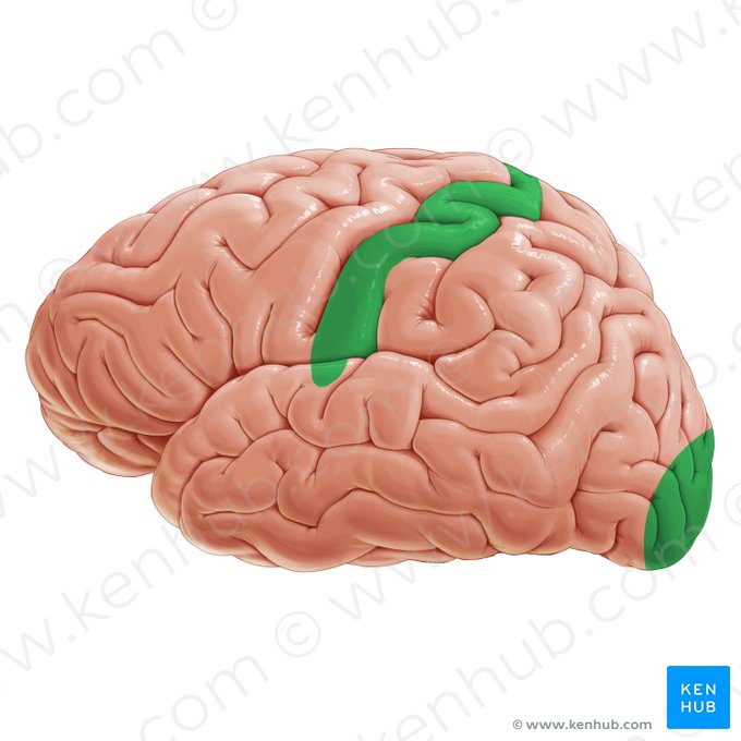 Áreas sensitivas primárias (Areae sensoriae primariae); Imagem: Paul Kim