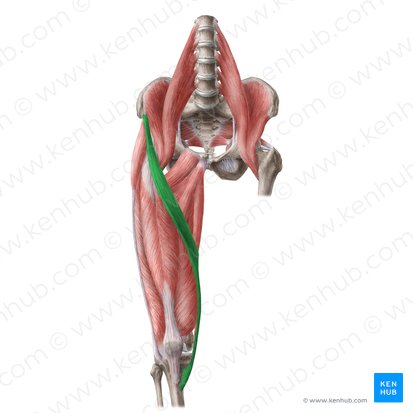 Músculo sartório (Musculus sartorius); Imagem: Liene Znotina