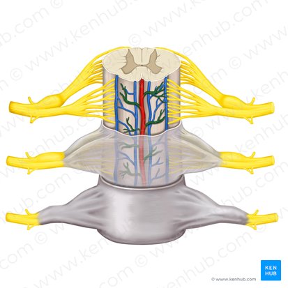 Plexo vascular de la piamadre (Plexus vasculosus piae matris); Imagen: Rebecca Betts