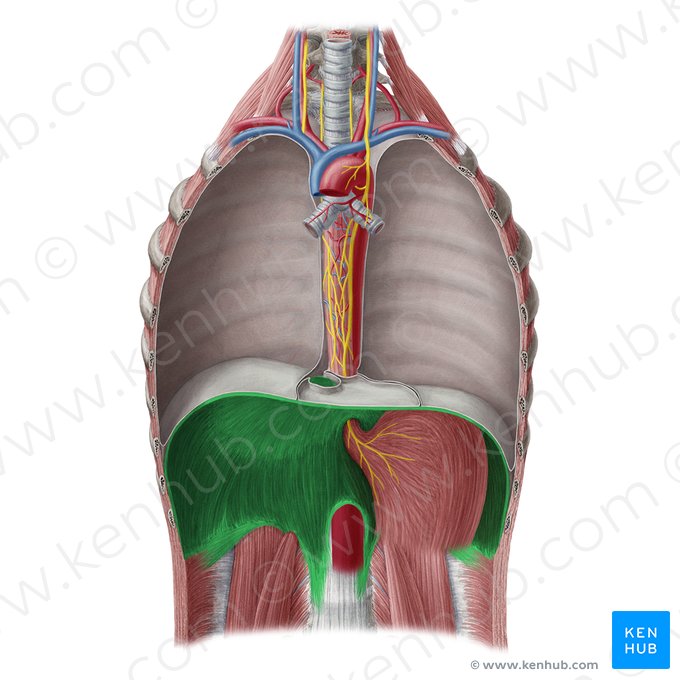 Diaphragme (Diaphragma); Image : Yousun Koh