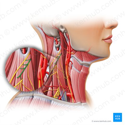 Nervio espinal C2 (Nervus spinalis C2); Imagen: Paul Kim