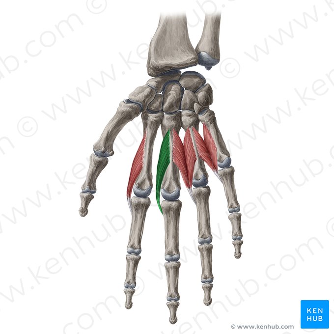 2.º músculo lumbrical (Musculus lumbricalis 2 manus); Imagem: Yousun Koh