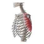 Serratus anterior muscle
