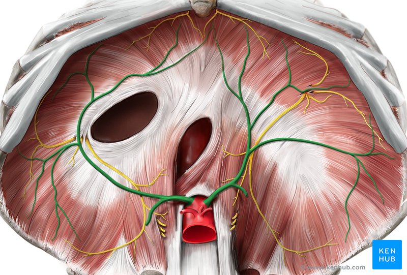 Inferior phrenic artery (Arteria phrenica inferior)