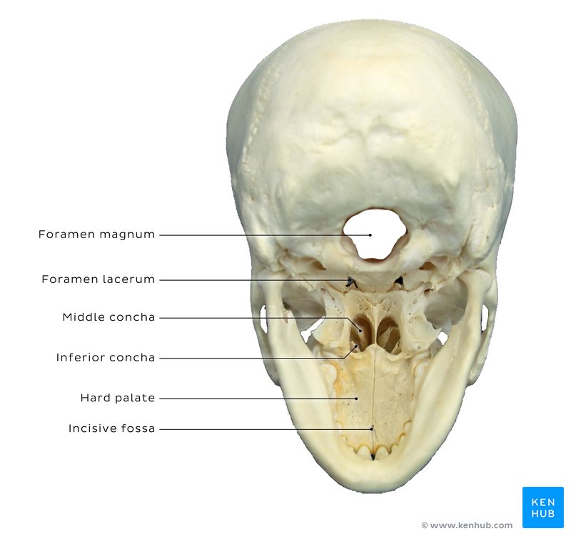 Skull - posteroinferior aspect