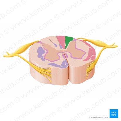 Fascículo cuneiforme (Fasciculus cuneatus); Imagen: Paul Kim