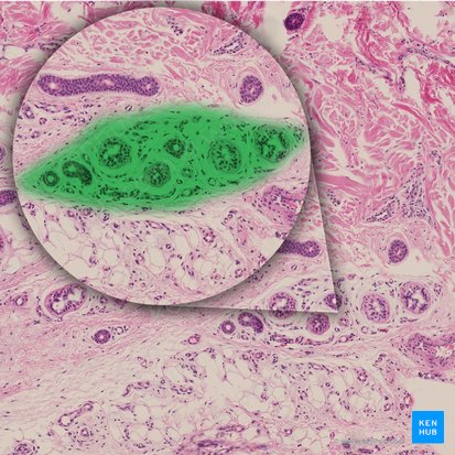 Glándula sudorípara tubular contorneada (Glandula sudorifera tubularis contorta); Imagen: 