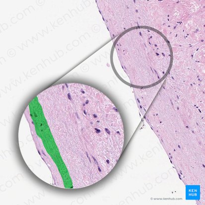 Stratum myoelasticum endocardii (Myoelastische Schicht des Endokards); Bild: 