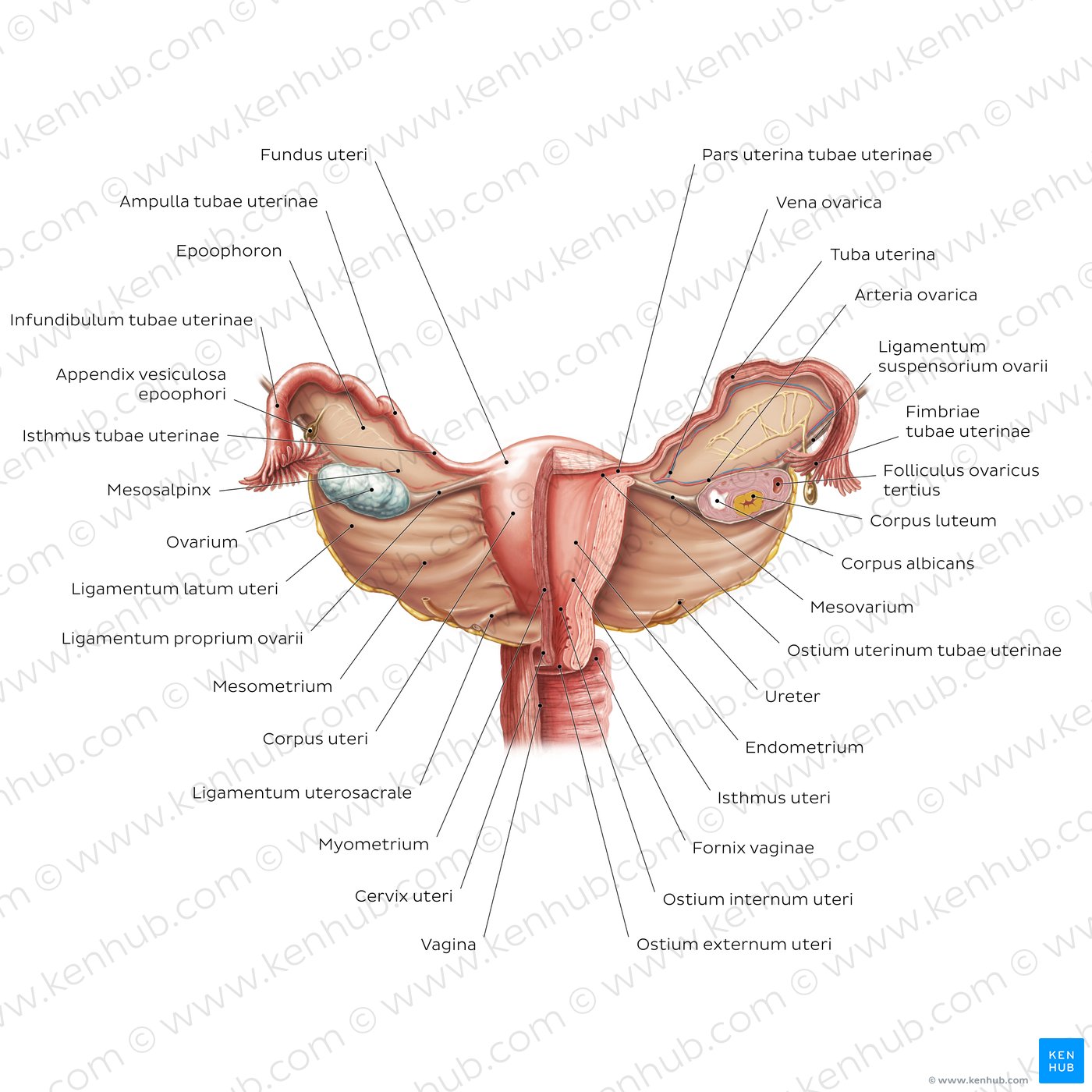 Uterus und Ovarien