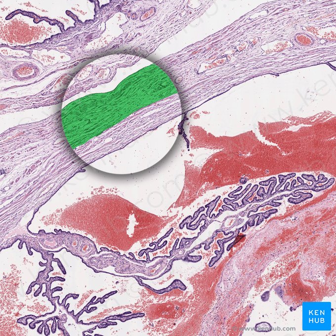 Stratum longitudinale externum tunicae muscularis (Äußere Längsmuskelschicht der Tunica muscularis); Bild: 