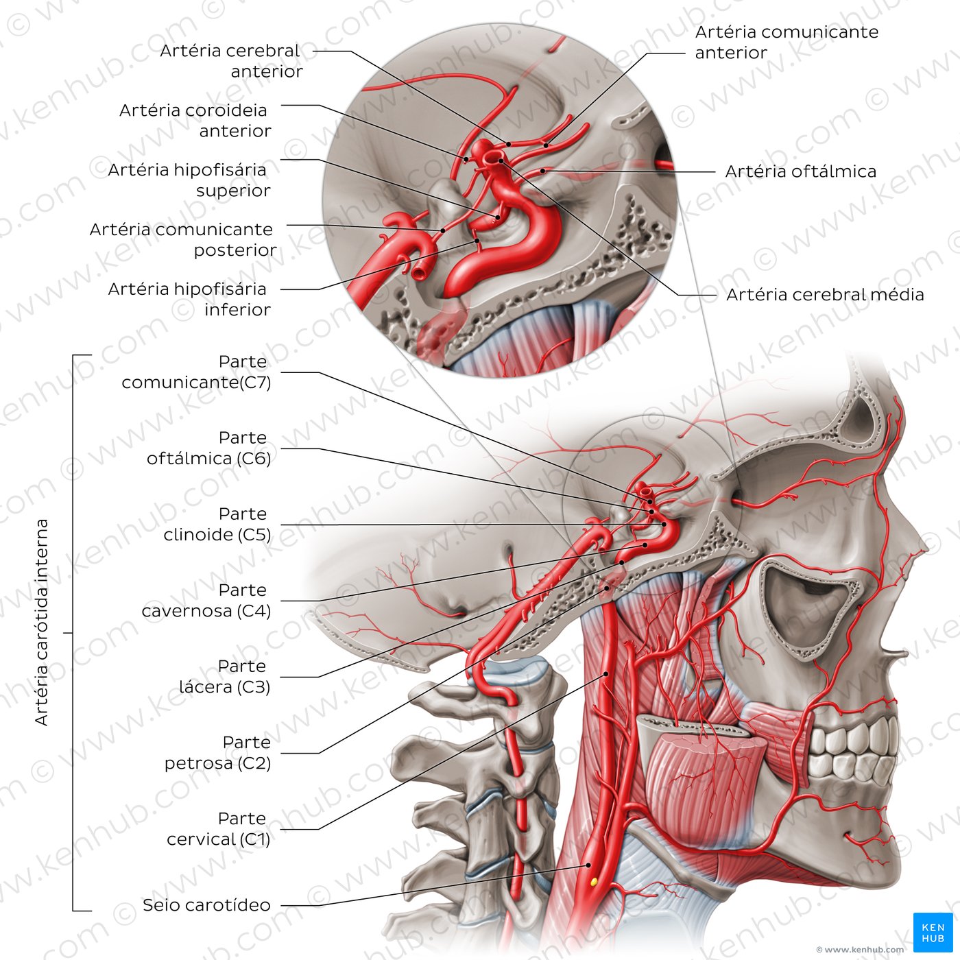 Segments and branches of the internal carotid artery.