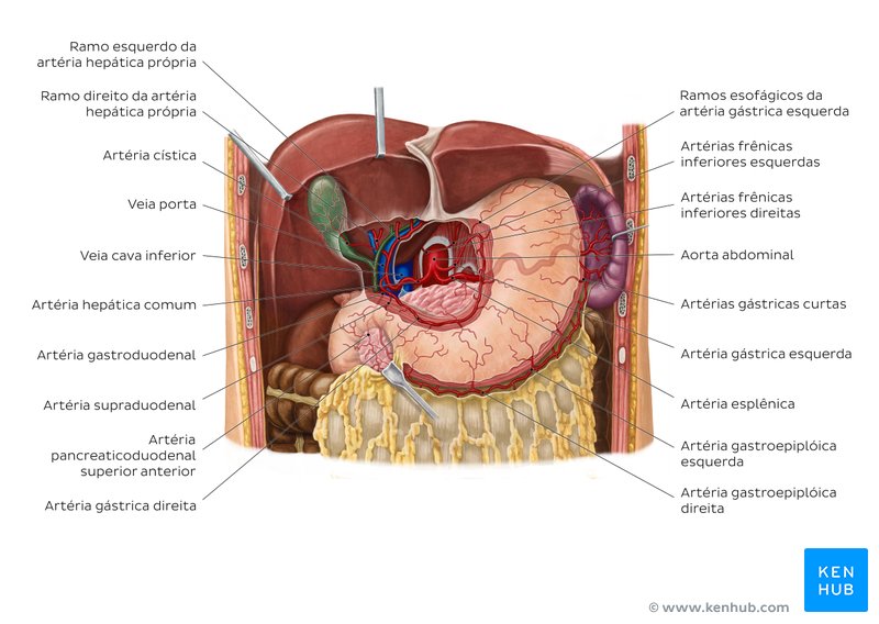 Artérias e veias do fígado - vista anterior 