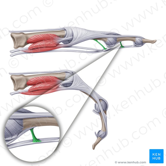 Vínculo longo (Vinculum longum tendinis); Imagem: Paul Kim