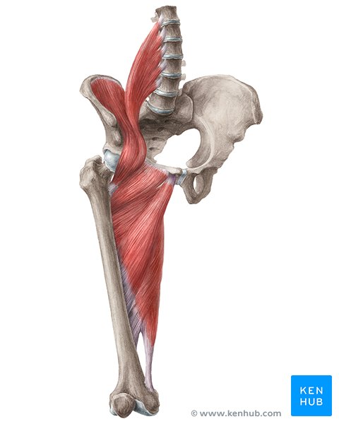 Internal rotator muscles clearance of the hip