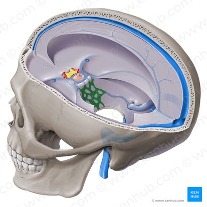 Basilar venous plexus (Plexus venosus basilaris); Image: Paul Kim