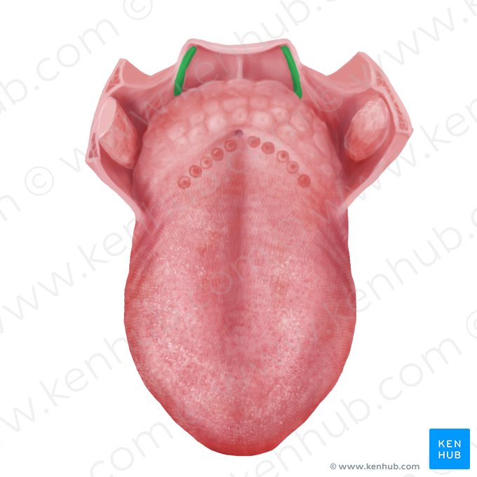 Pliegue gloso-epiglótico lateral (Plica glossoepiglottica lateralis); Imagen: Begoña Rodriguez