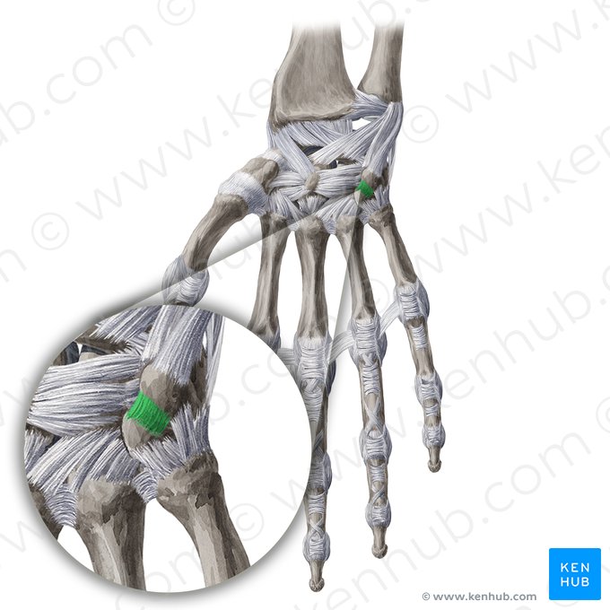 Pisohamate ligament (Ligamentum pisohamatum); Image: Yousun Koh