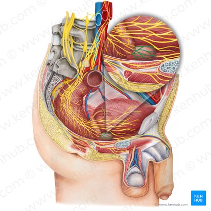 Prostatic plexus (Plexus prostaticus); Image: Irina Münstermann