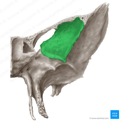 Facies orbitalis alae majoris ossis sphenoidalis (Augenhöhlenseite des großen Keilbeinflügels); Bild: Samantha Zimmerman