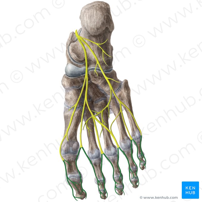 Proper plantar digital nerves (Nervi digitales plantares proprii); Image: Liene Znotina