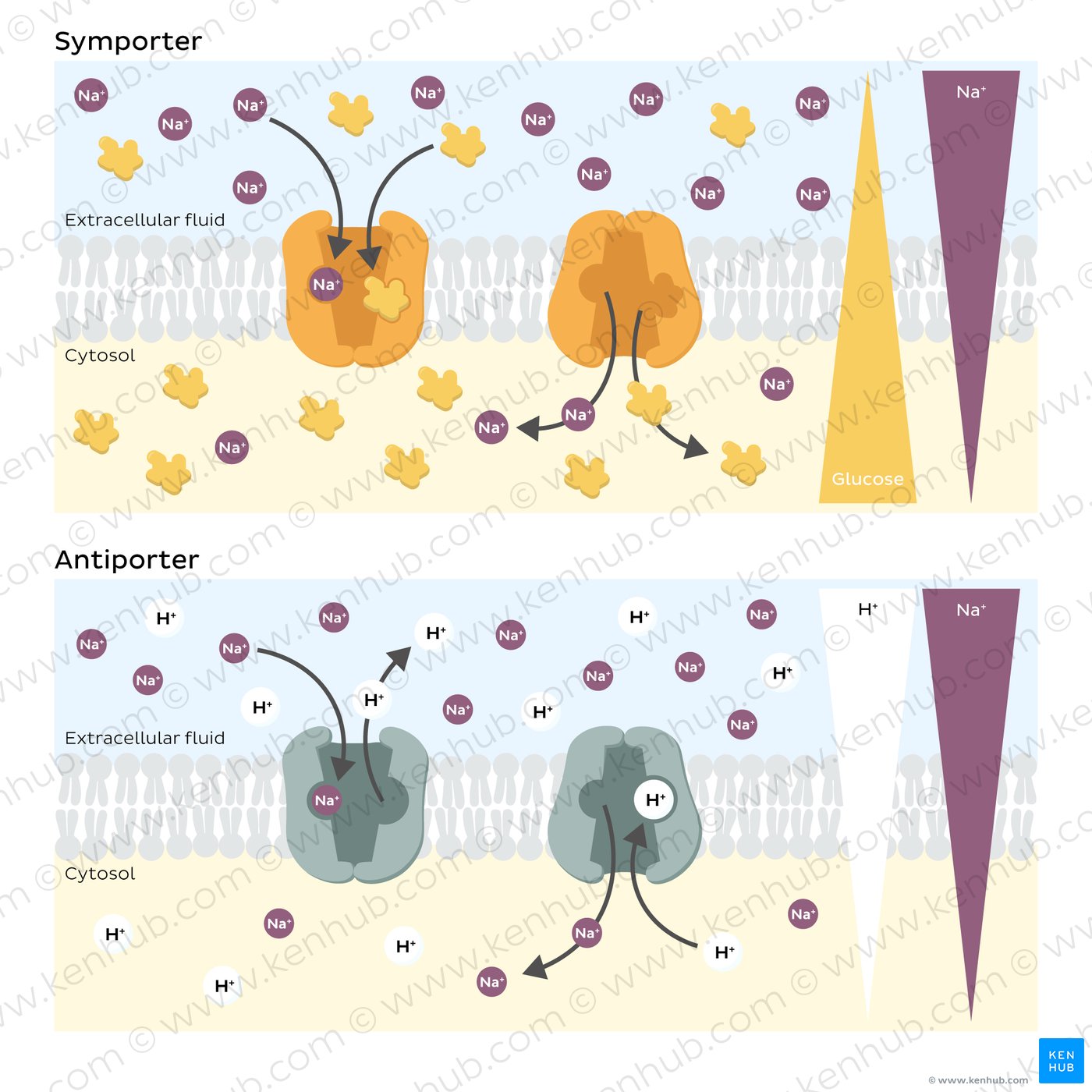 Illustration of sodium-glucose symporter and sodium-hydrogen antiport carrier, including concentration gradients and molecule movement. 