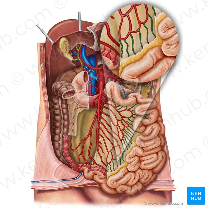 Arteriae rectae intestini tenuis (Gerade Arterien des Dünndarms); Bild: Irina Münstermann