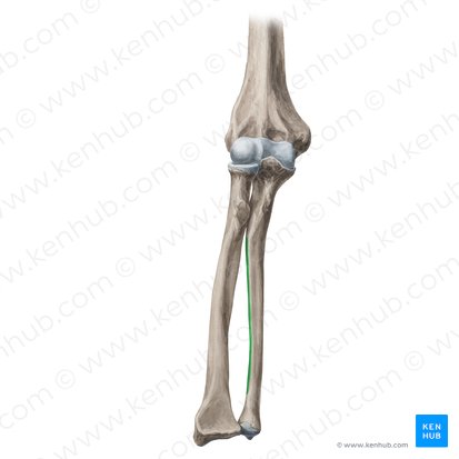 Margem interóssea da ulna (Margo interosseus ulnae); Imagem: Yousun Koh