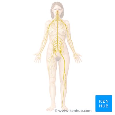 Nervous system - anterior view