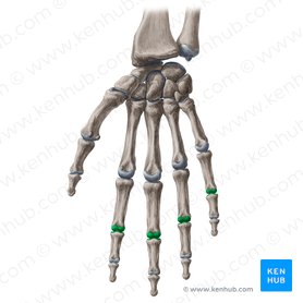 Articulações interfalângicas proximais do 2.º-5.º dedos da mão (Articulationes interphalangeae proximales digitorum manus 2-5); Imagem: Yousun Koh