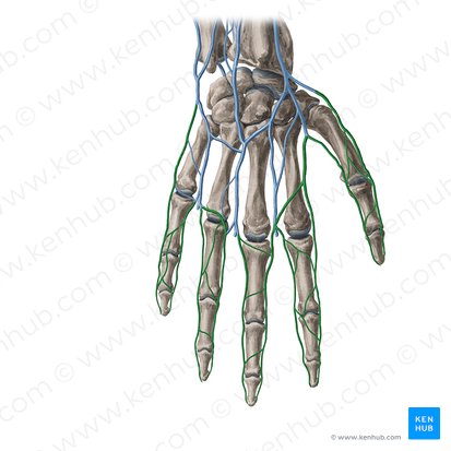 Dorsal digital veins of hand (Venae digitales dorsales manus); Image: Yousun Koh