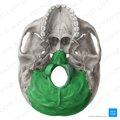 Occipital bone (Os occipitale); Image: Yousun Koh