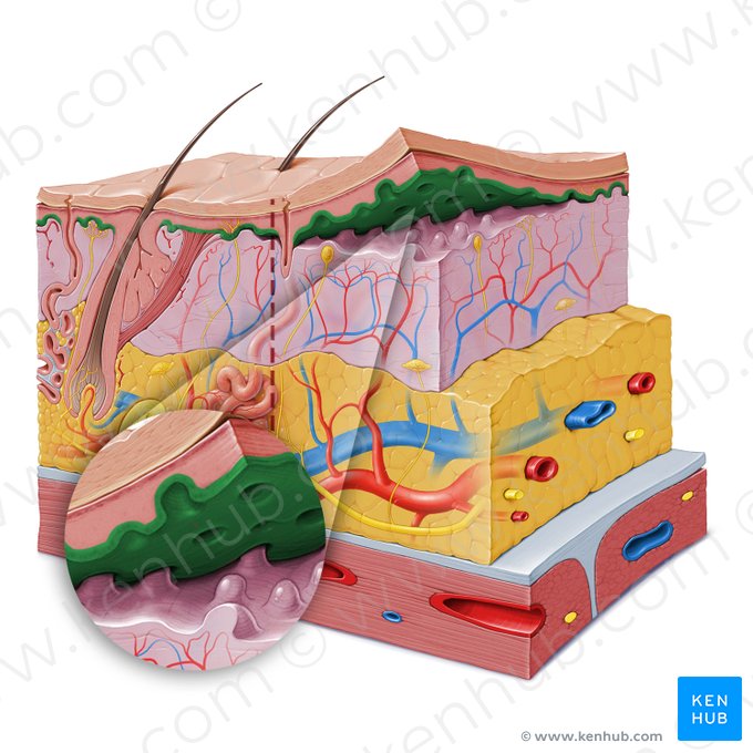 Stratum basale of epidermis (Stratum basale epidermis); Image: Paul Kim