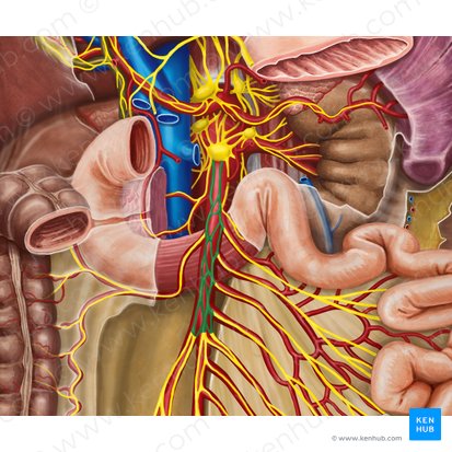 Superior mesenteric plexus (Plexus mesentericus superior); Image: Irina Münstermann