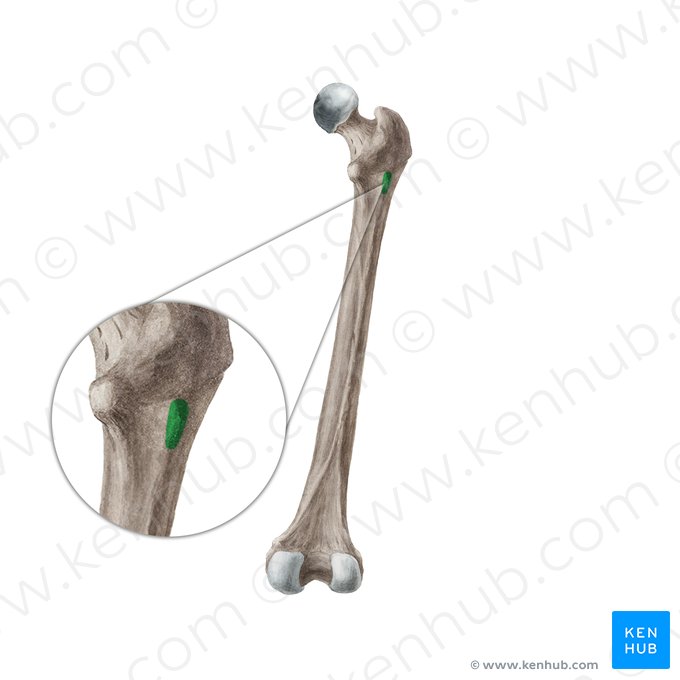 Tuberosidade glútea (Tuberositas glutea ossis femoris); Imagem: Liene Znotina