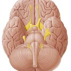 12 cranial nerves