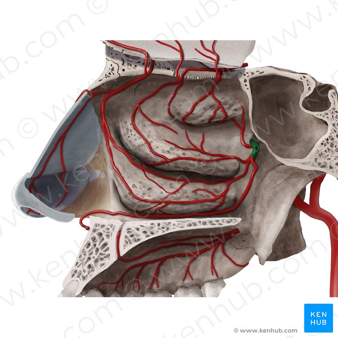 Arteria sphenopalatina (Keilbein-Gaumen-Arterie); Bild: Begoña Rodriguez