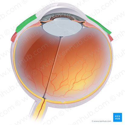 Bulbar conjunctiva (Tunica conjunctiva bulbi oculi); Image: Paul Kim