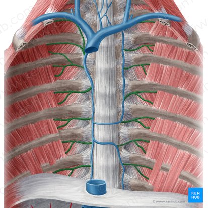 Vena intercostalis posterior (Hintere Zwischenrippenvene); Bild: Yousun Koh