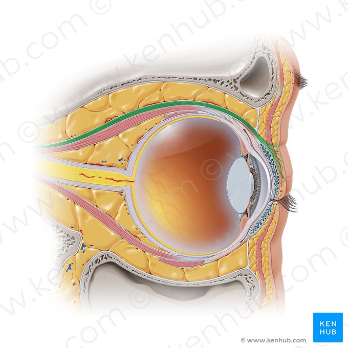 Músculo levantador da pálpebra superior (Musculus levator palpebrae superioris); Imagem: Paul Kim