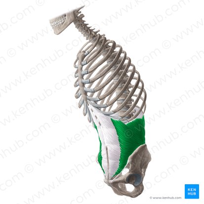 Internal abdominal oblique muscle (Musculus obliquus internus abdominis); Image: Yousun Koh