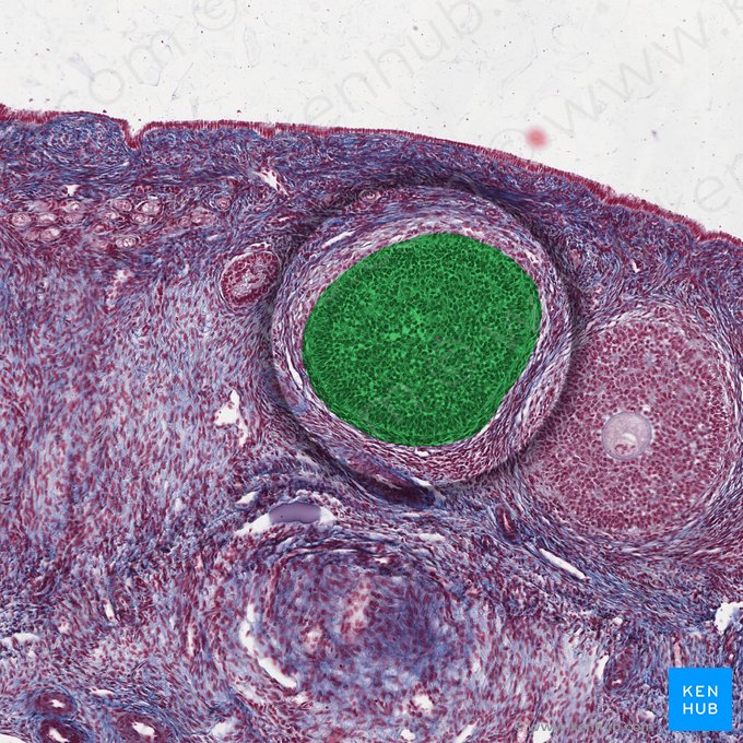 Folículo primario (Folliculus ovaricus primarius); Imagen: 