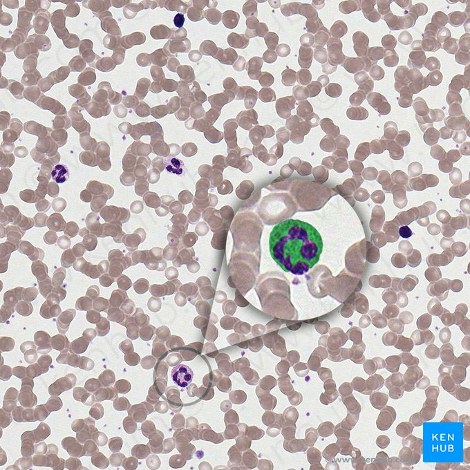 Cytoplasm (Cytoplasma); Image: 