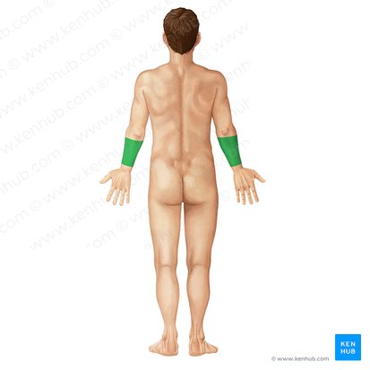 Antebraço (Antebrachium); Imagem: Yousun Koh