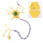 Partes de una neurona