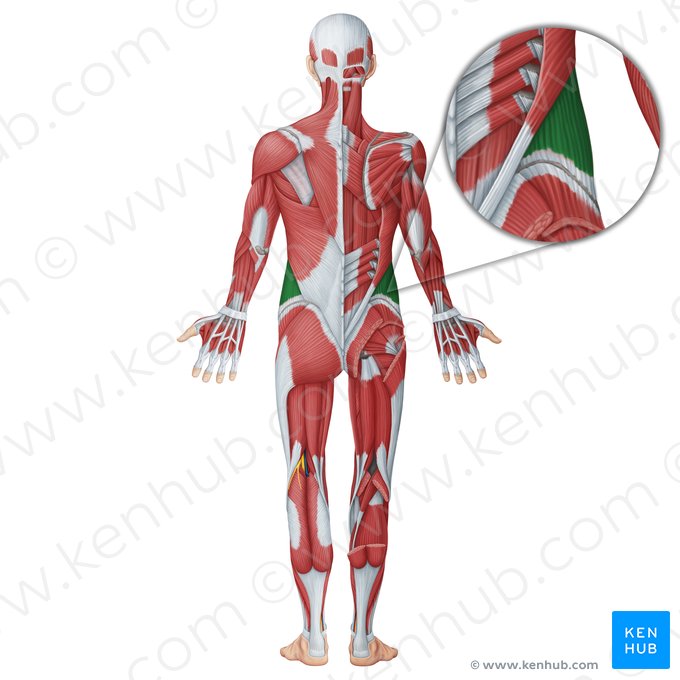 Musculus obliquus externus abdominis (Äußerer schräger Bauchmuskel); Bild: Irina Münstermann