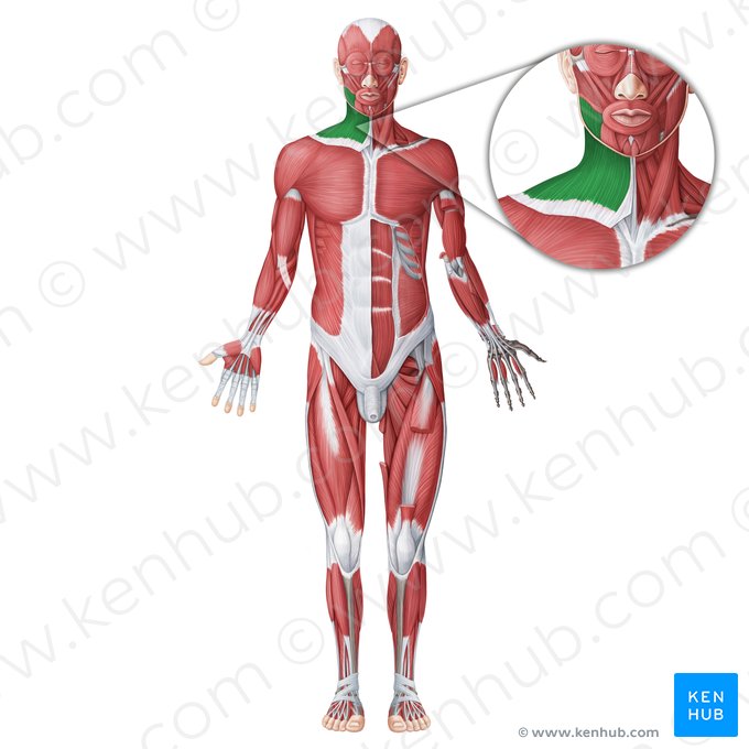 Muscle platysma (Musculus platysma); Image : Irina Münstermann